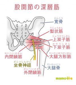 股関節の深層筋